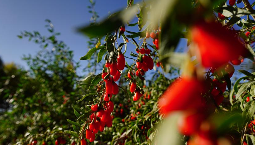 1630477801848893.png image.png